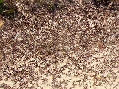 5764_Hoppers_on_the_move