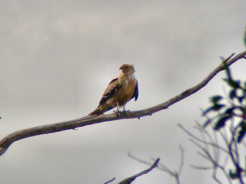 5787_Whistling_Kite.JPG