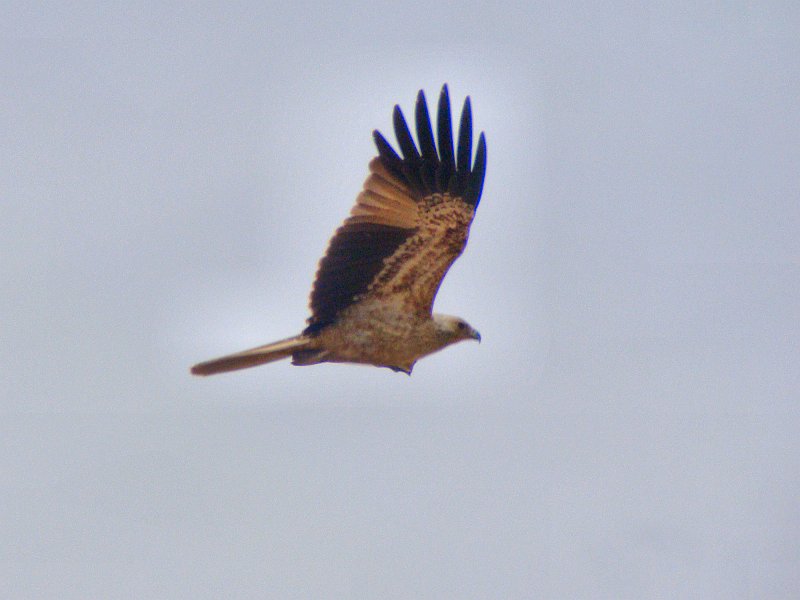 5790_Whistling_Kite.JPG