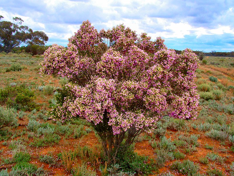 5794_Scotia_Bush.JPG