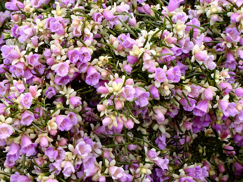 5795_Scotia_Bush_flowers.JPG