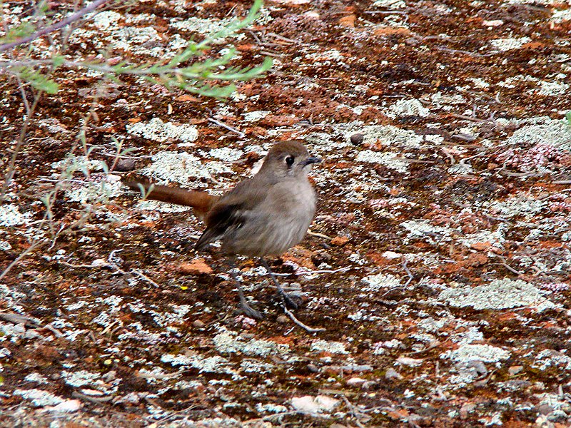 5805_Southern_Scrub-robin.JPG