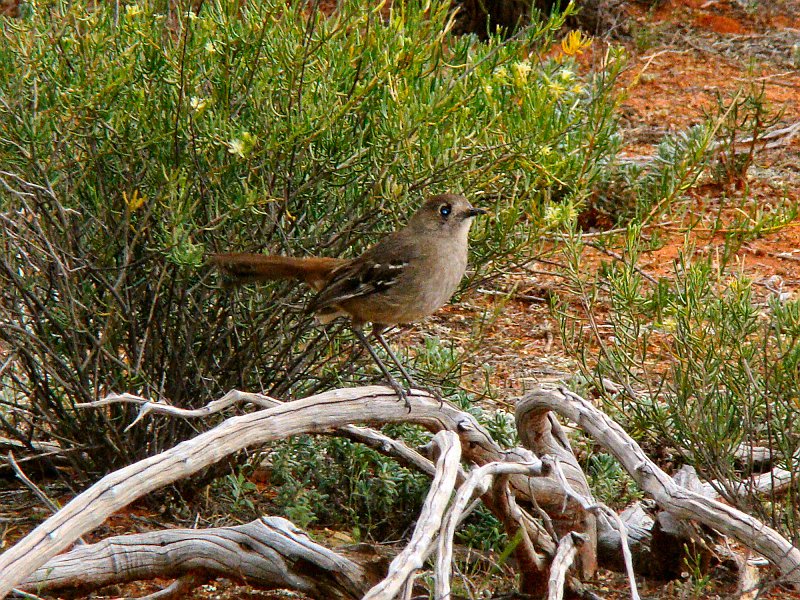5808_Southern_Scrub-robin.JPG