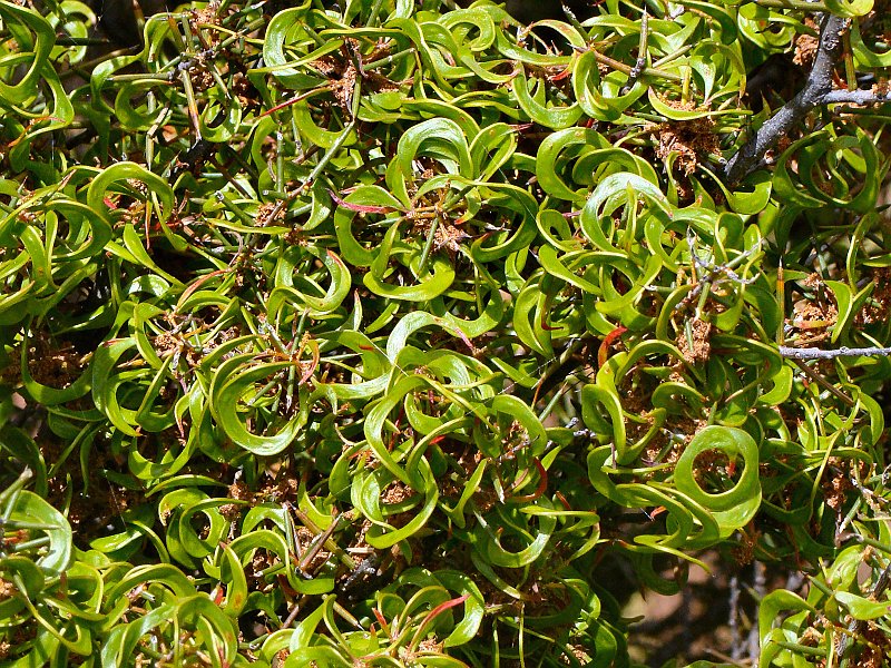 5846_Wait-a-While_bush_closeup.JPG