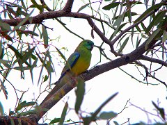5779_Male_Red-rumped_Parrot