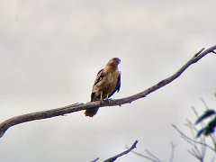 5788_Whistling_Kite
