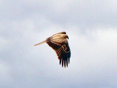 5789_Whistling_Kite