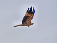 5790_Whistling_Kite