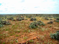 5793_Bluethroat_environment