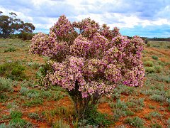 5794_Scotia_Bush