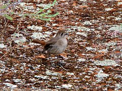 5805_Southern_Scrub-robin