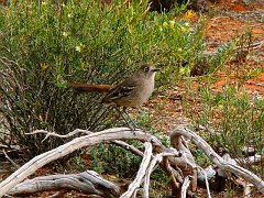 5808_Southern_Scrub-robin