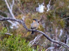 5843_Male_Gilberts_Whistler