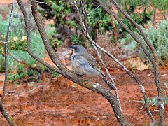 5844_Male_Gilberts_Whistler