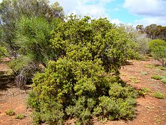 5845_Wait-a-While_bush