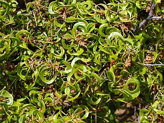 5846_Wait-a-While_bush_closeup