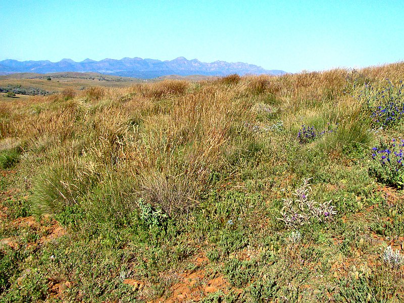 5880_Grasswren_habitat.JPG