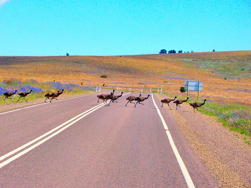 5907_Twelve_young_emus_cross_the_road.JPG
