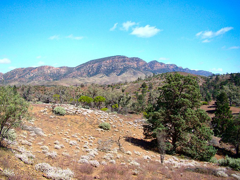 5911_Flinders_Ranges_National_Park.JPG