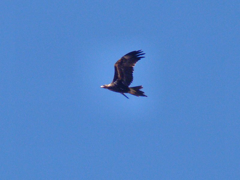 5922_Wedge-tailed_Eagle.JPG