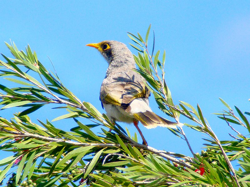 5955_Yellow-throated_Miner.JPG