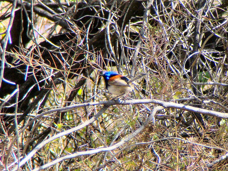 5967_Male_Variegated_Fairy-wren.JPG