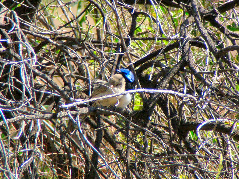 5972_Variegated_Fairy-wrens_snuggling.JPG