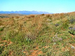 5880_Grasswren_habitat