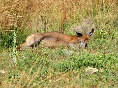 5881_Sleeping_Kangaroo