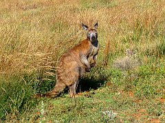 5884_Sleepy_kangaroo