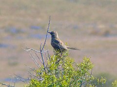 5891_Brown_Songlark