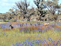 5899_Papa_Emu_and_youngsters