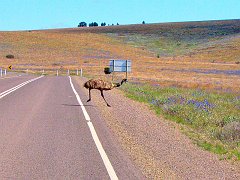 5906_Papa_Emu_crosses_the_road