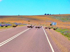5907_Twelve_young_emus_cross_the_road