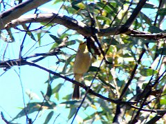 5920_White-plumed_Honeyeater