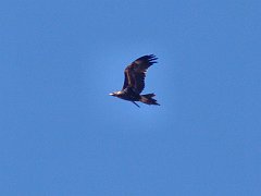 5922_Wedge-tailed_Eagle