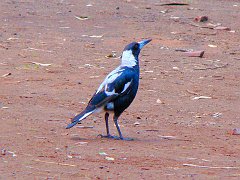 5930_Australian_Magpie_white-backed_race