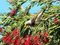 5953_Yellow-throated_Miner