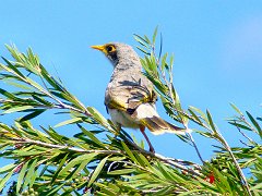 5955_Yellow-throated_Miner