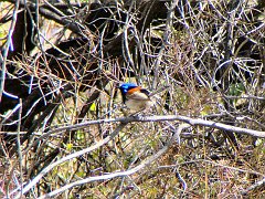 5967_Male_Variegated_Fairy-wren