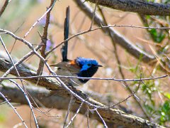 5975_Male_Variegated_Fairy-wren