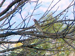 5981_Calling_Spiny-cheeked_Honeyeater