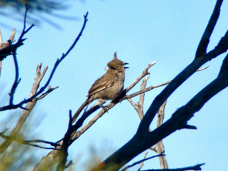 5988_Chirruping_Wedgebill_calling.JPG
