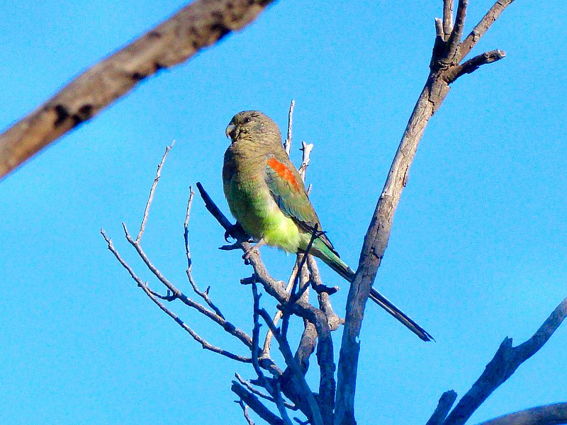 6005_Female_Mulga_Parrot.JPG