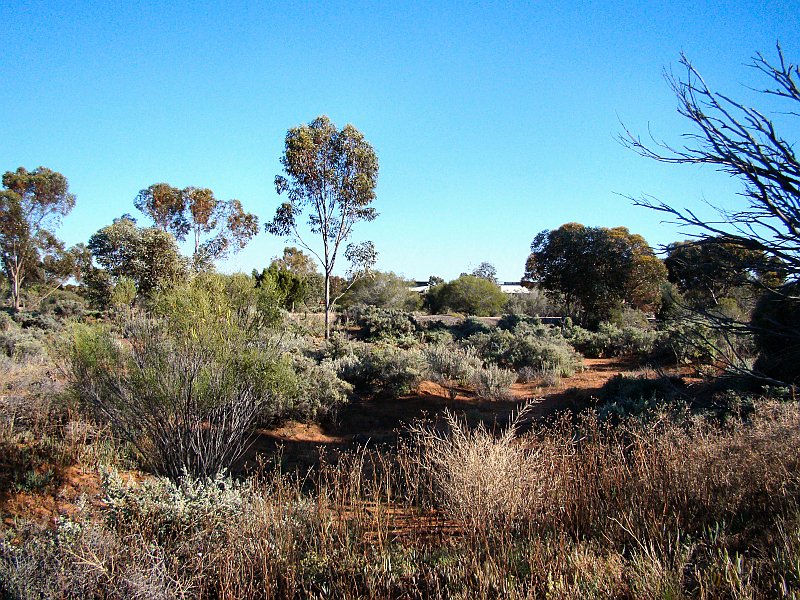 6008_Arid_Lands_Botanical_Garden.JPG