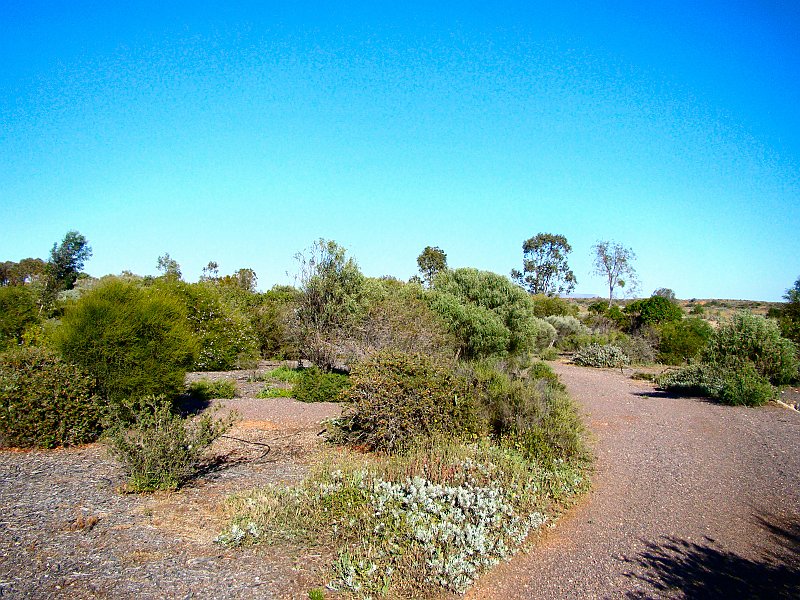 6014_Arid_Land_Botanical_Garden.JPG