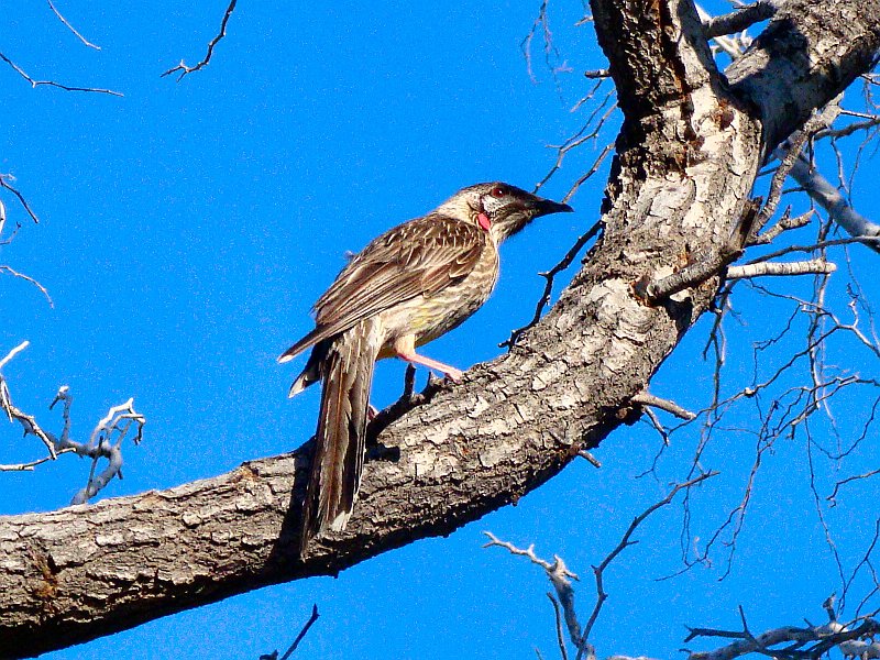 6016_Red_Wattlebird.JPG
