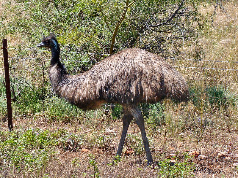 6041_Emu.JPG