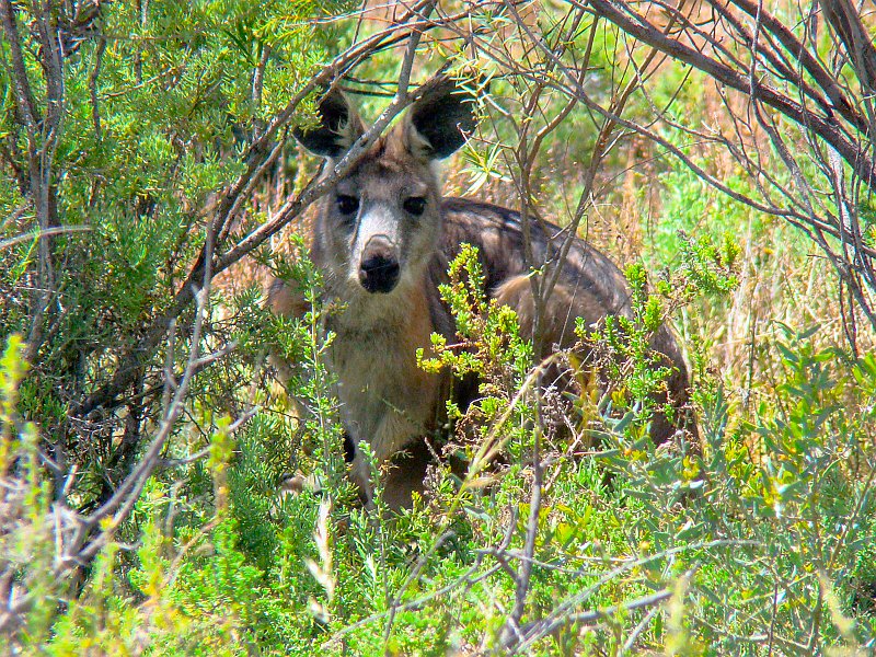 6047_Peek-a-boo_Kangaroo.JPG