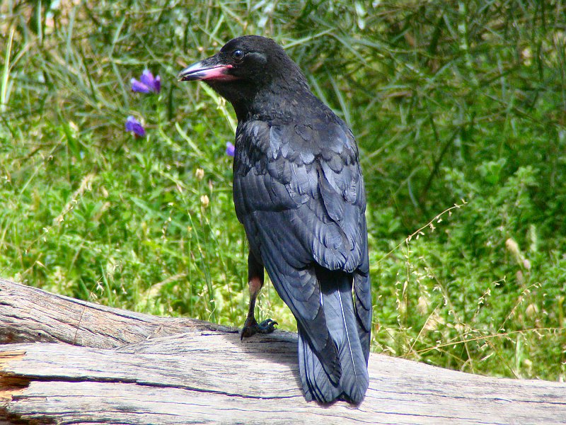 6062_Young_LIttle_Raven.JPG